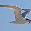 Caspian Tern